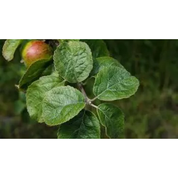 Apple Plant